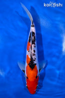 9.5" DOITSU GOSHIKI