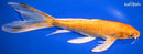 10.75" ORENJI OGON BUTTERFLY