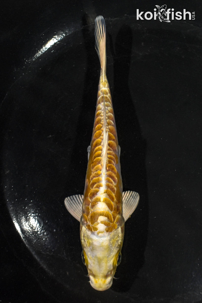 5" ARAGOKE HARIWAKE