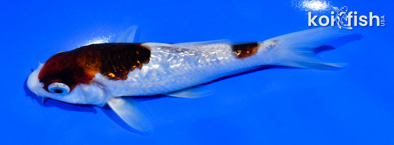 5" GINRIN GOROMO