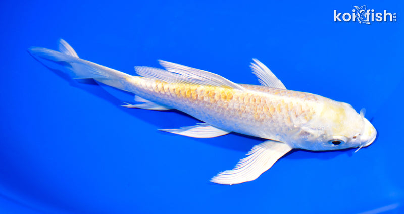 7.25" LEMON HARIWAKE BUTTERFLY