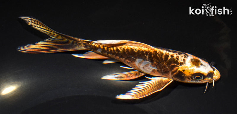 6.75" ARAGOKE BENI KIKOKURYU BUTTERFLY