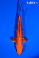 5.5" METALLIC DOITSU CHAGOI