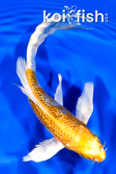 7.25" GINRIN KUJAKU BUTTERFLY