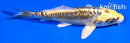 4.5" KIN KIKOKURYU