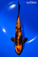 7.5" KIN HI UTSURI