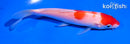 5" KOHAKU