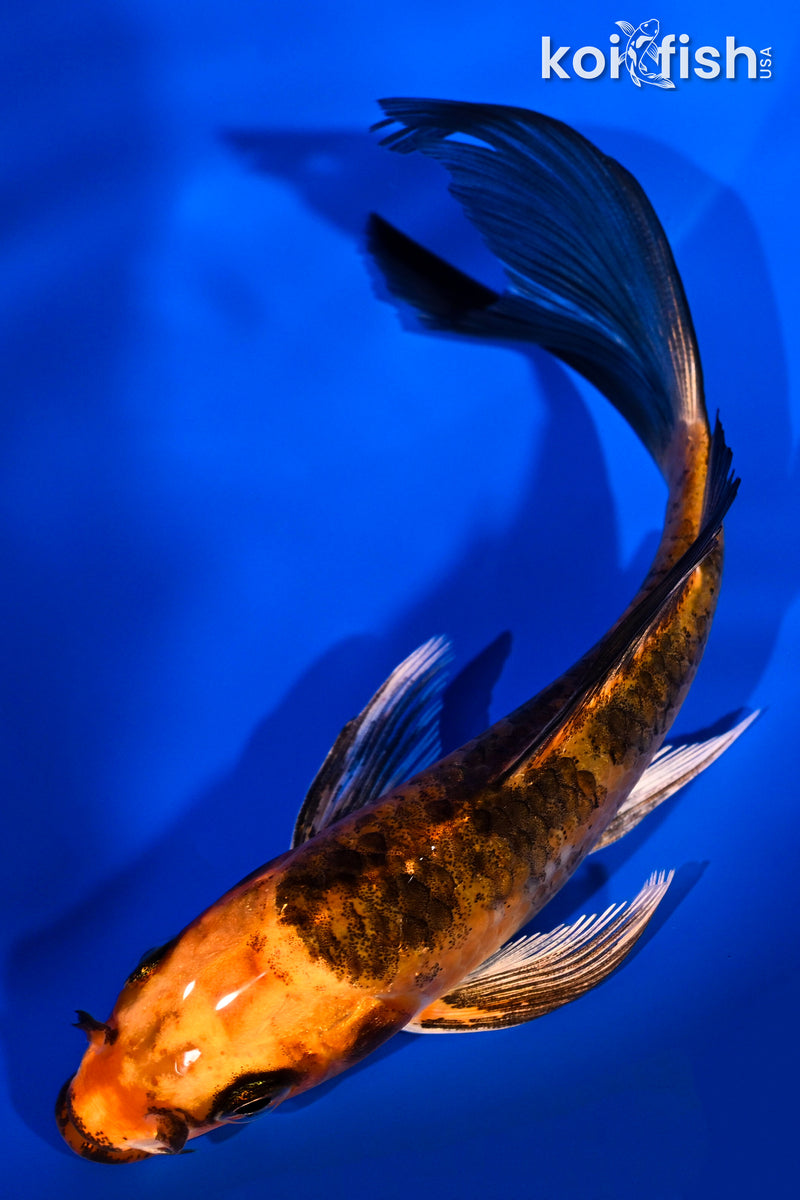 5.5" ORENJI BEKKO BUTTERFLY