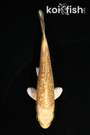 4" GINRIN YAMABUKI OGON