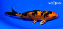 5.75" DOITSU KIN ORENJI BEKKO