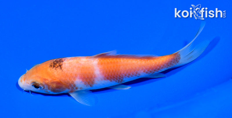 5" KOHAKU