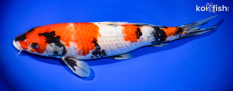14.25" SHOWA