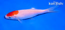 5" KOHAKU
