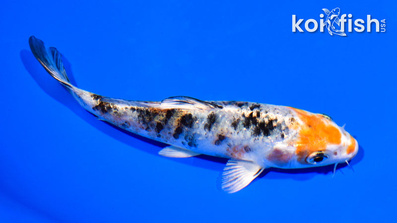 5.25" YAMATO NISHIKI