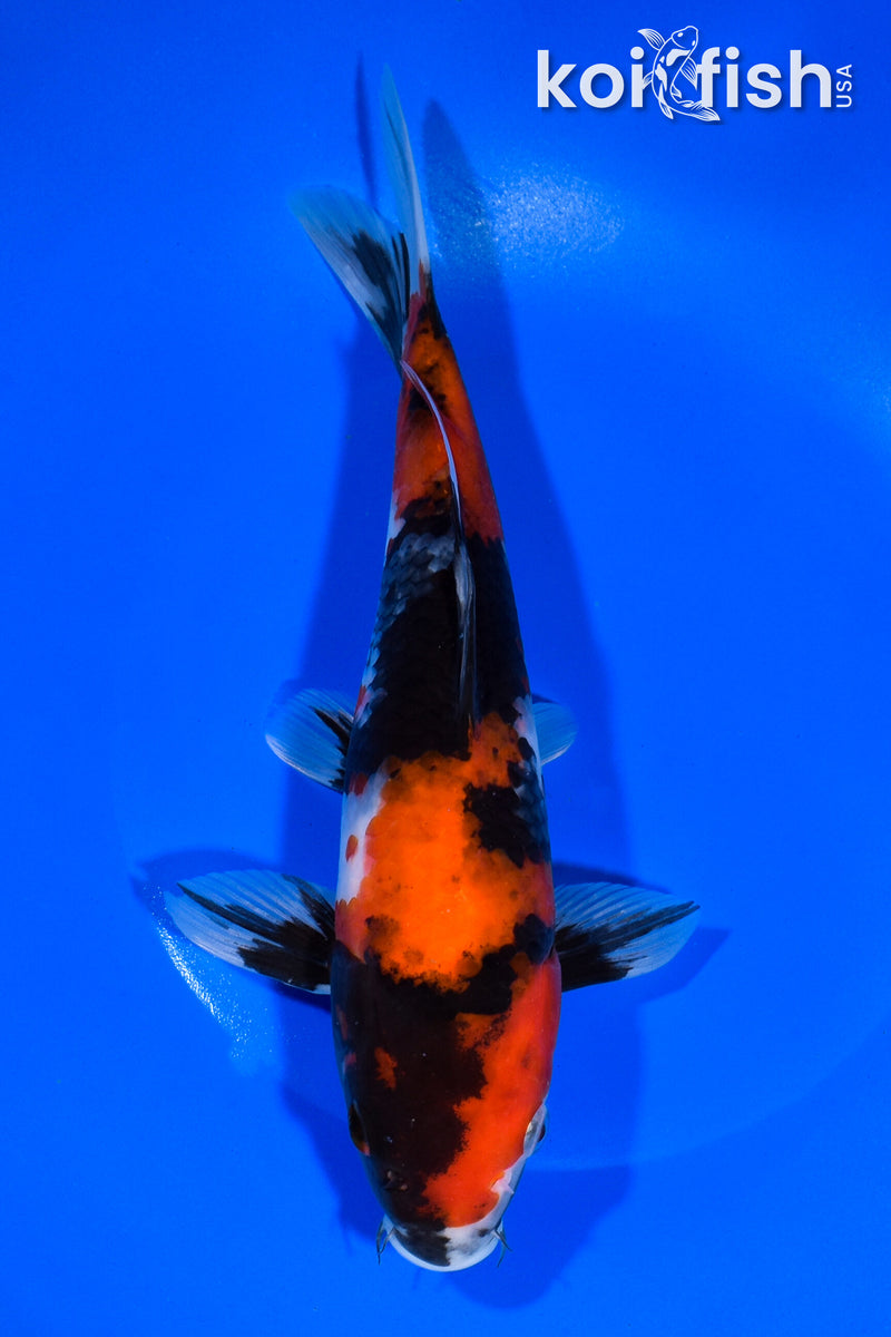 9.25" HI SHOWA
