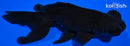 5.25" TELESCOPE FANTAIL GOLDFISH