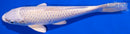 7.5" PLATINUM OGON