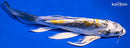 8.25" KIN KIKOKURYU BUTTERFLY
