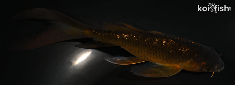 5.5" GINRIN CHAGOI BUTTERFLY