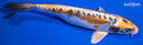 8.75" KIN KIKOKURYU