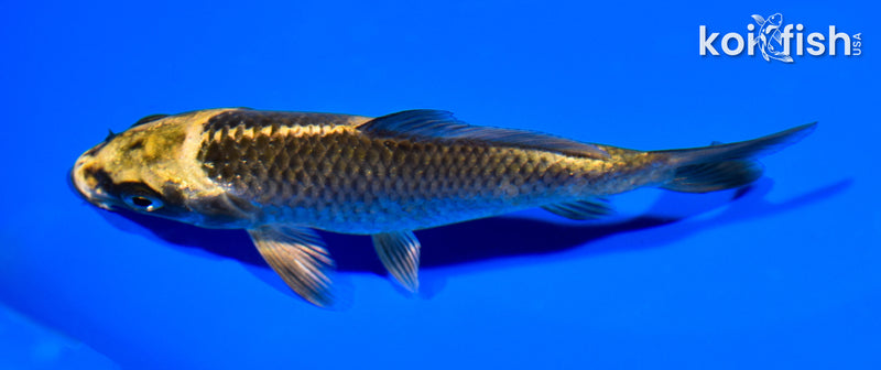 5.25" KIN KI UTSURI
