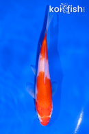 5.5" KOHAKU