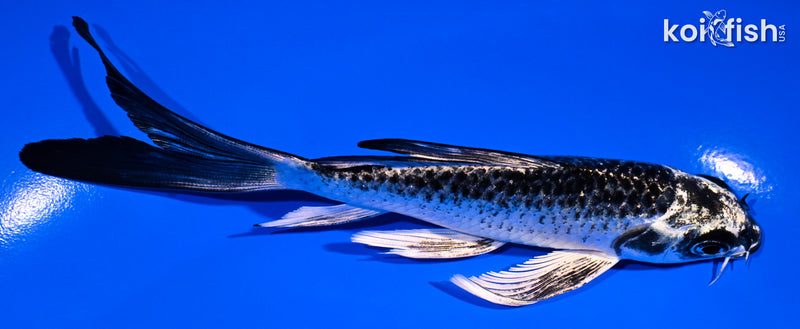 5.5" GINGA BUTTERFLY