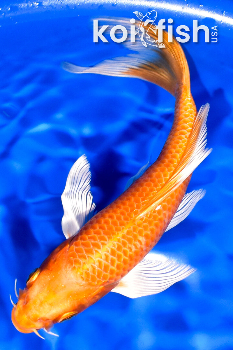 7" ORENJI OGON BUTTERFLY