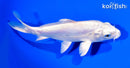 7" KIKUSUI