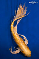 19" DOITSU YAMABUKI OGON BUTTERFLY