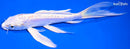 7.5" DOITSU PLATINUM OGON BUTTERFLY