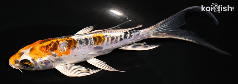 5.25" ARAGOKE KUJAKU BUTTERFLY