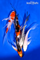 PACK OF (5) 4-5.5" BUTTERFLY KOI