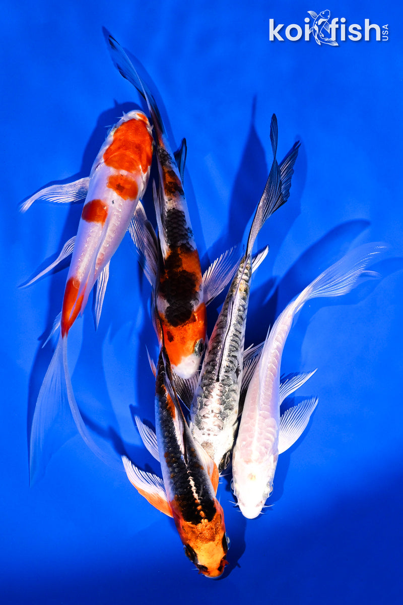 PACK OF (5) 4-5.5" BUTTERFLY KOI