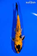 5.25" ARAGOKE KIN HI UTSURI