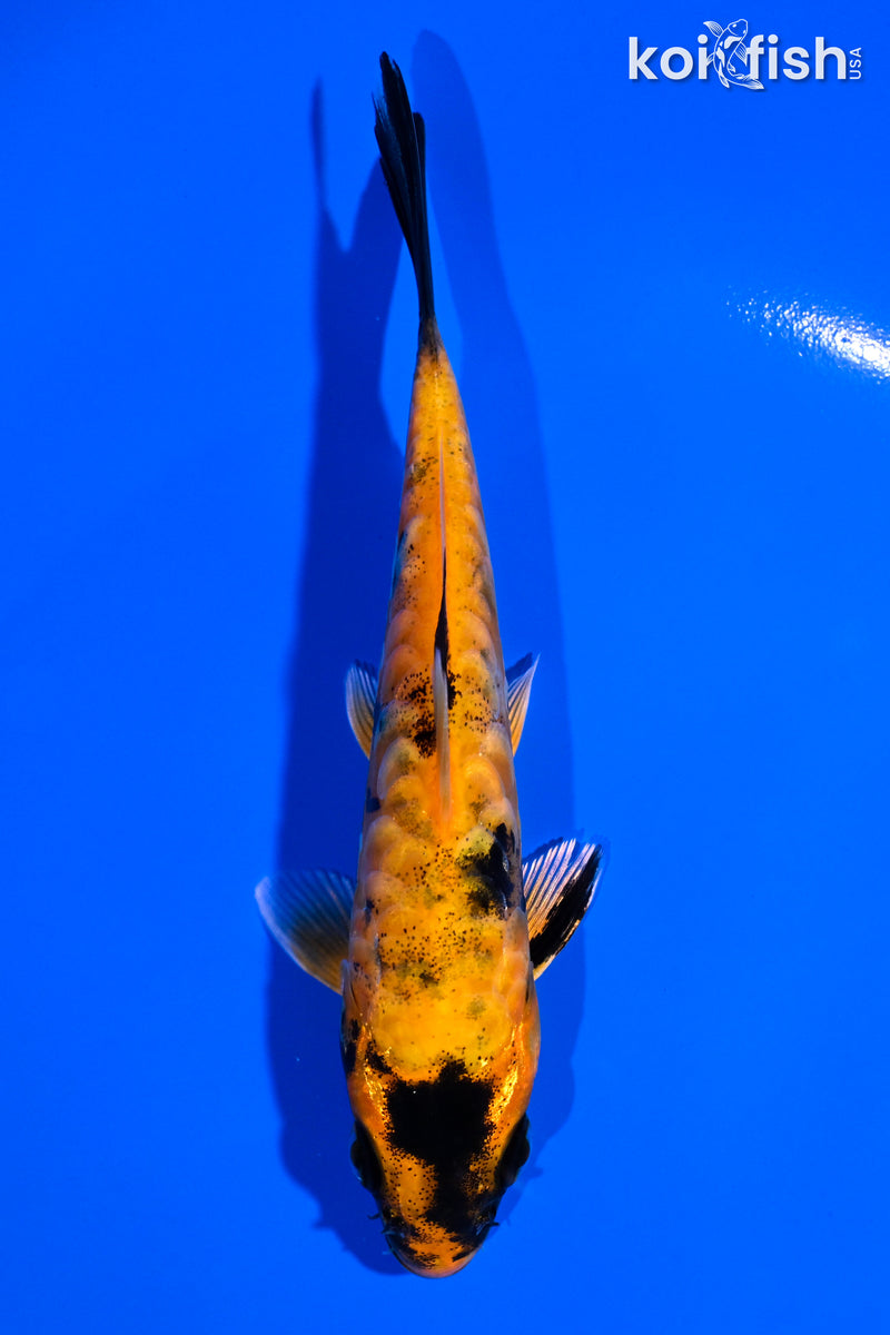 5.25" ARAGOKE KIN HI UTSURI