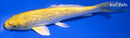7.25" GINRIN YAMABUKI OGON