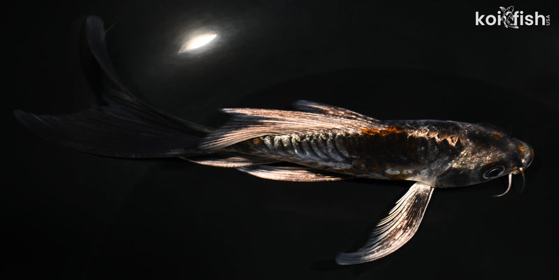 5.5" ARAGOKE BENI KIKOKURYU BUTTERFLY