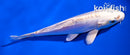 4" DOITSU PLATINUM OGON