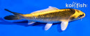 5.5" KI MATSUBA