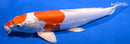 12.25" KIKUSUI