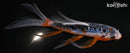 5.5" ARAGOKE SHUSUI BUTTERFLY