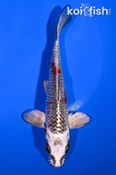 6.25" BENI GINGA
