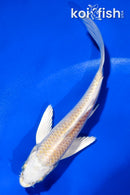 5" LEMON HARIWAKE BUTTERFLY