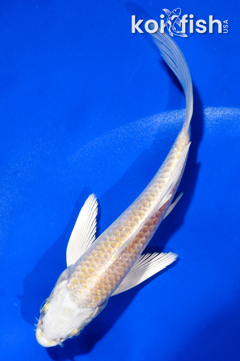 5" LEMON HARIWAKE BUTTERFLY