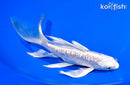 8" GINRIN ARAGOKE PLATINUM OGON BUTTERFLY
