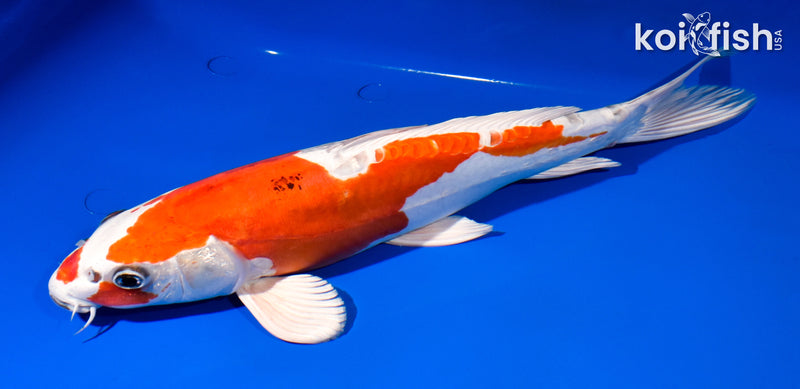 12.5" HEISEI NISHIKI