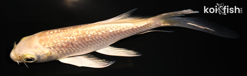 4.75" GINRIN YAMABUKI OGON BUTTERFLY