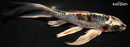 8.5" BENI KIKOKURYU BUTTERFLY