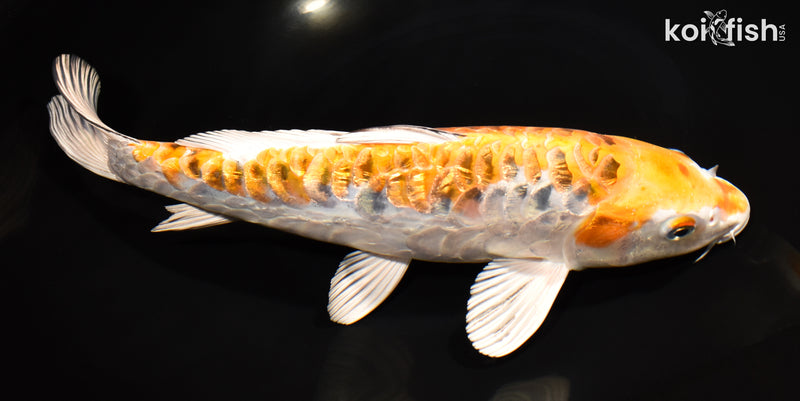 11.25" GINRIN DOITSU KUJAKU